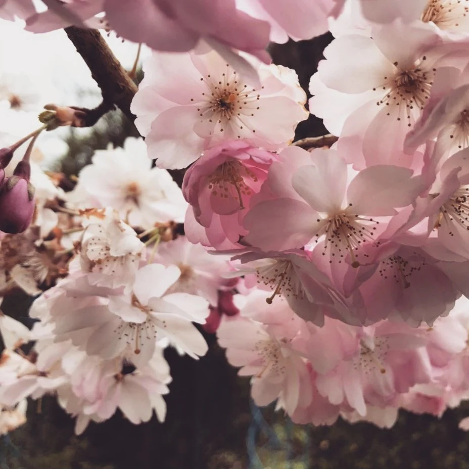 Post Instagram L'Orangerie de Vatimesnil — cerisier en fleurs au printemps